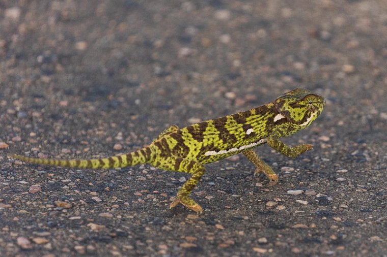 065 Kruger National Park, lappenkameleon.jpg